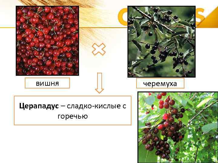 вишня Церападус – сладко-кислые с горечью черемуха 