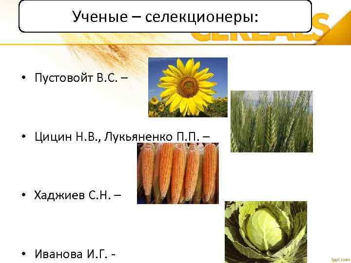 Ученые – селекционеры: • Пустовойт В. С. – • Цицин Н. В. , Лукьяненко