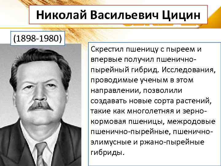 Николай Васильевич Цицин (1898 -1980) Скрестил пшеницу с пыреем и впервые получил пшеничнопырейный гибрид.