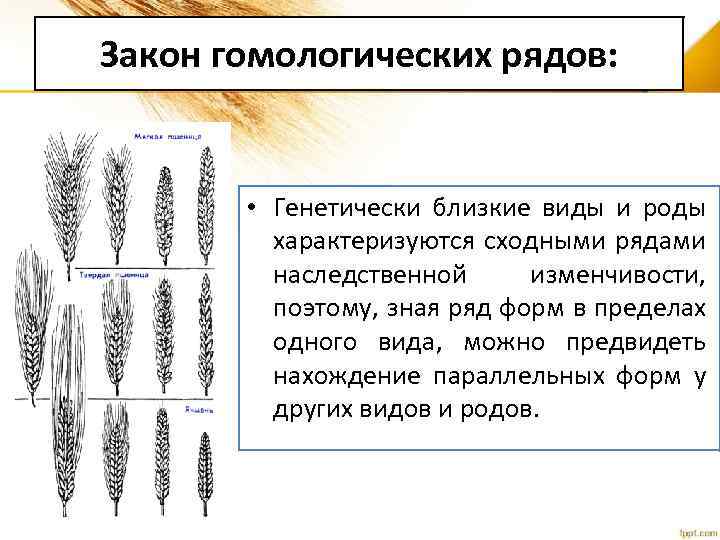 Презентация закон гомологических рядов наследственной изменчивости 10 класс