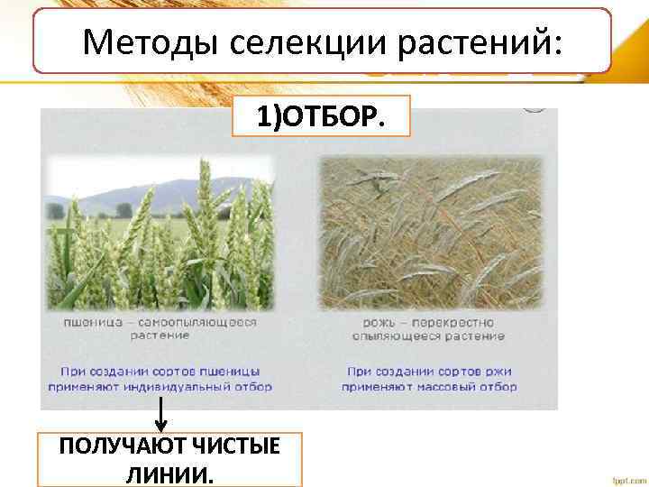 Методы селекции растений: 1)ОТБОР. ПОЛУЧАЮТ ЧИСТЫЕ ЛИНИИ. 
