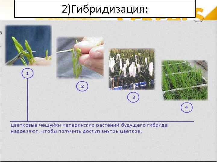 2)Гибридизация: 