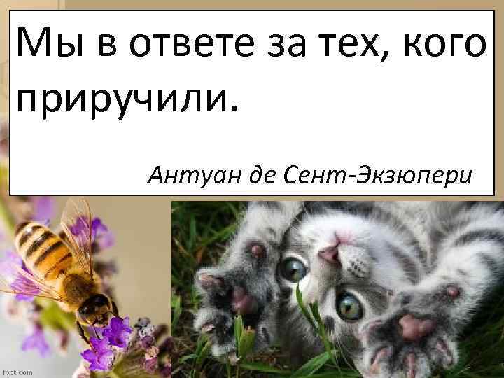 Мы в ответе за тех, кого приручили. Антуан де Сент-Экзюпери 