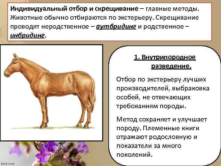Индивидуальный отбор и скрещивание – главные методы. Животные обычно отбираются по экстерьеру. Скрещивание проводят