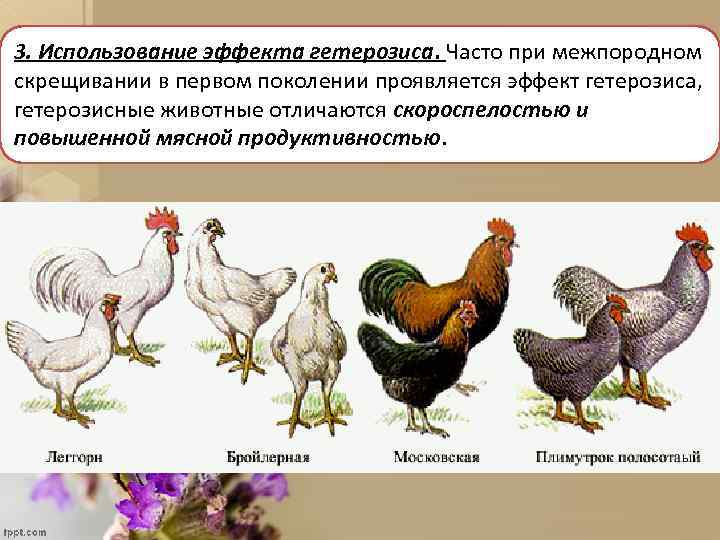 3. Использование эффекта гетерозиса. Часто при межпородном скрещивании в первом поколении проявляется эффект гетерозиса,