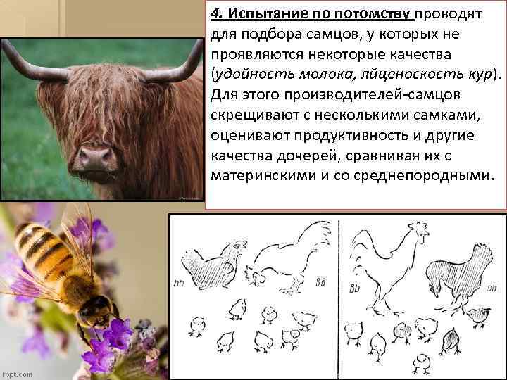 4. Испытание по потомству проводят для подбора самцов, у которых не проявляются некоторые качества