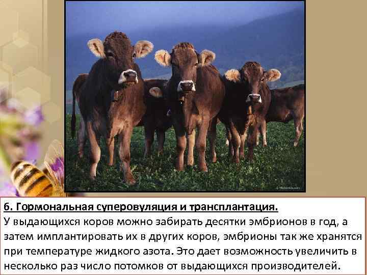 6. Гормональная суперовуляция и трансплантация. У выдающихся коров можно забирать десятки эмбрионов в год,