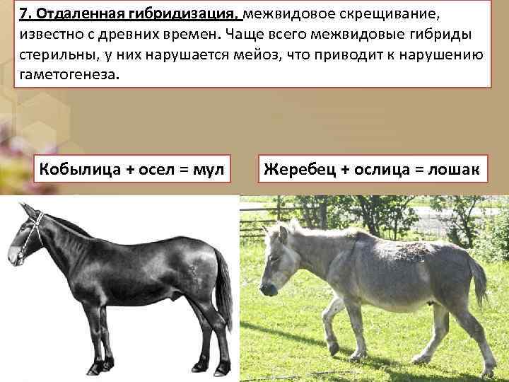 7. Отдаленная гибридизация, межвидовое скрещивание, известно с древних времен. Чаще всего межвидовые гибриды стерильны,
