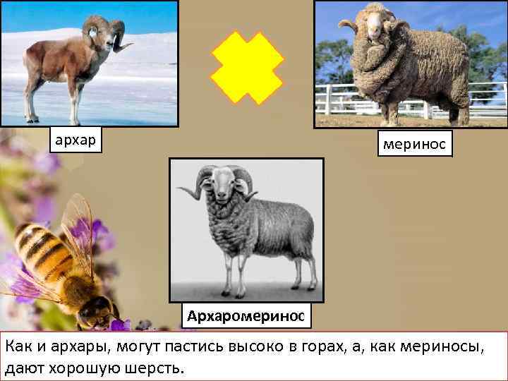 архар меринос Архаромеринос Как и архары, могут пастись высоко в горах, а, как мериносы,