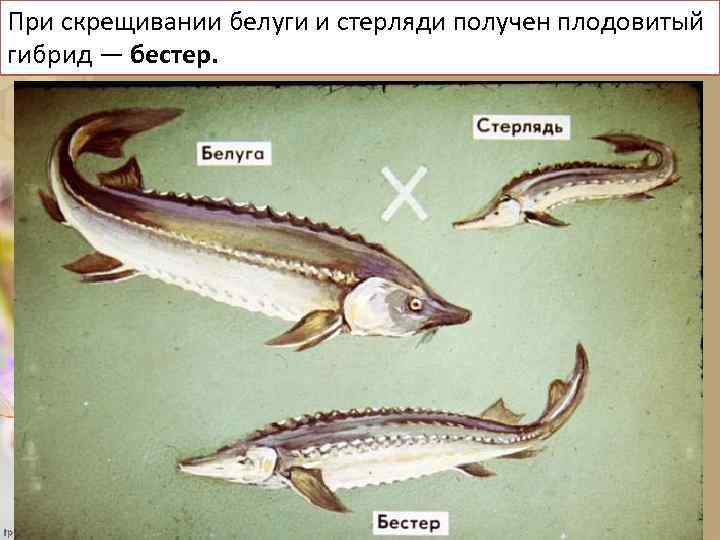 При скрещивании белуги и стерляди получен плодовитый гибрид — бестер. 