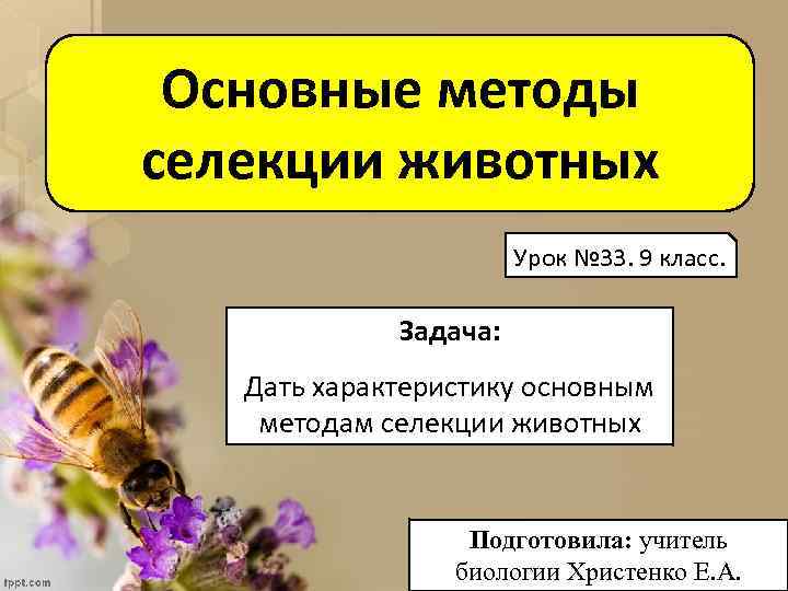 Основные методы селекции животных Урок № 33. 9 класс. Задача: Дать характеристику основным методам