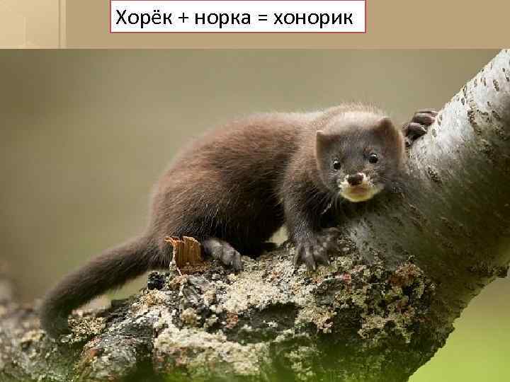 Хорёк + норка = хонорик 