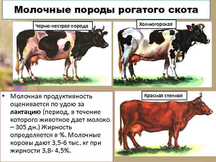 Молочные породы рогатого скота Черно-пестрая порода • Молочная продуктивность оценивается по удою за лактацию