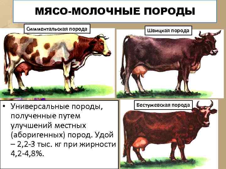 МЯСО-МОЛОЧНЫЕ ПОРОДЫ Симментальская порода • Универсальные породы, полученные путем улучшений местных (аборигенных) пород. Удой
