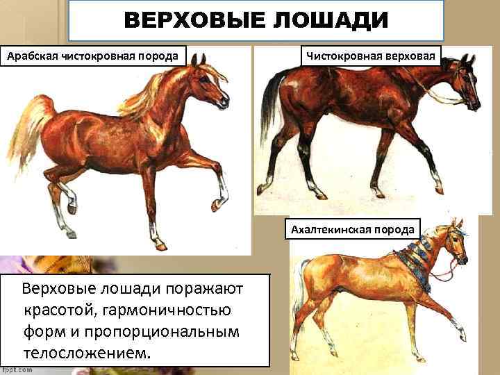 ВЕРХОВЫЕ ЛОШАДИ Арабская чистокровная порода Чистокровная верховая Ахалтекинская порода Верховые лошади поражают красотой, гармоничностью