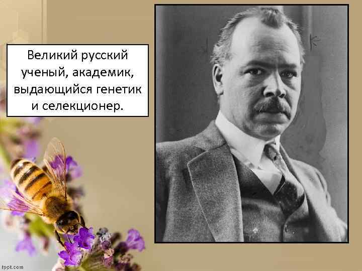 Великий русский ученый, академик, выдающийся генетик и селекционер. 