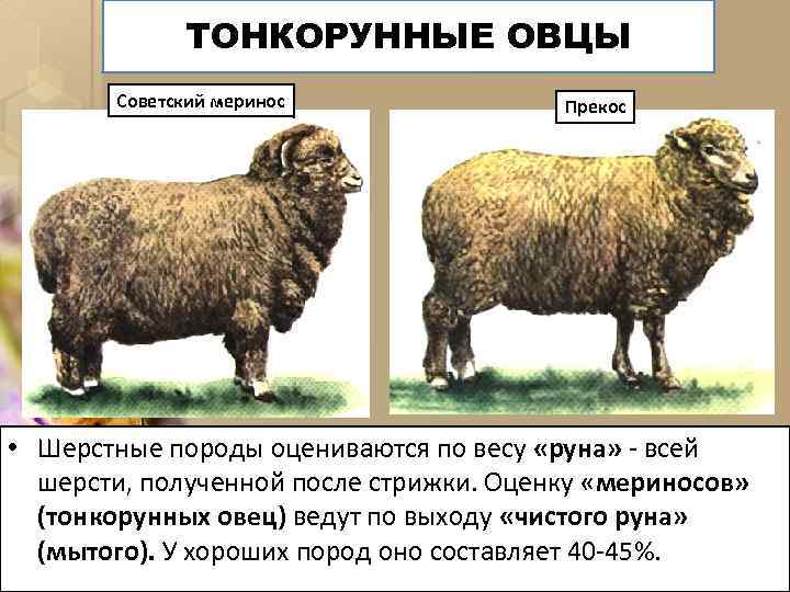 ТОНКОРУННЫЕ ОВЦЫ Советский меринос Прекос • Шерстные породы оцениваются по весу «руна» - всей