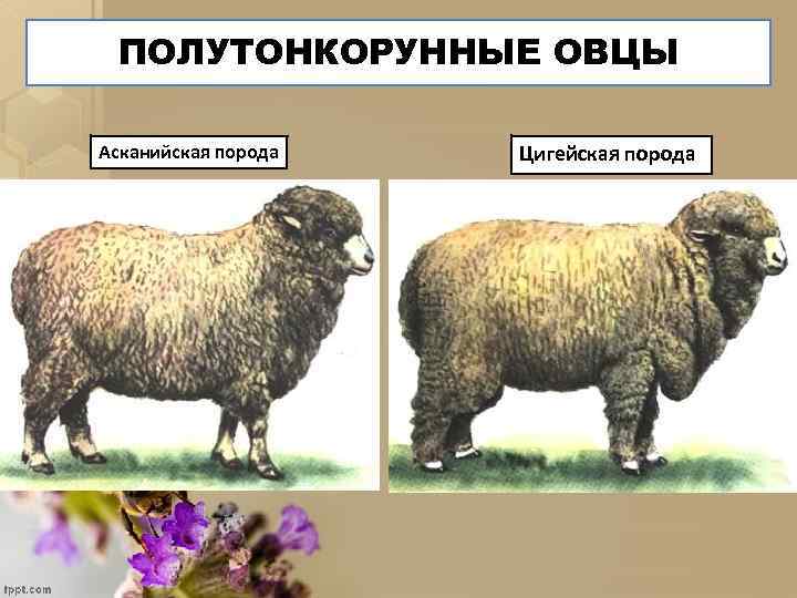 ПОЛУТОНКОРУННЫЕ ОВЦЫ Асканийская порода Цигейская порода 