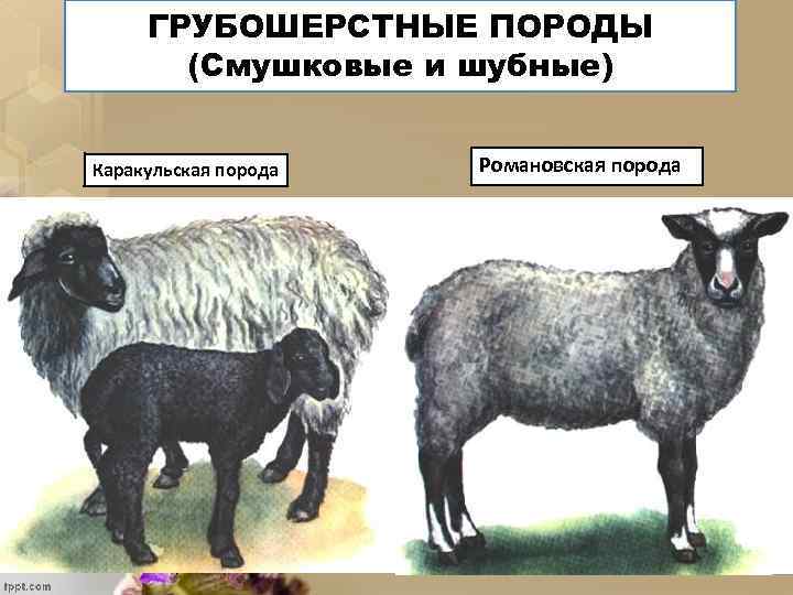 ГРУБОШЕРСТНЫЕ ПОРОДЫ (Смушковые и шубные) Каракульская порода Романовская порода 