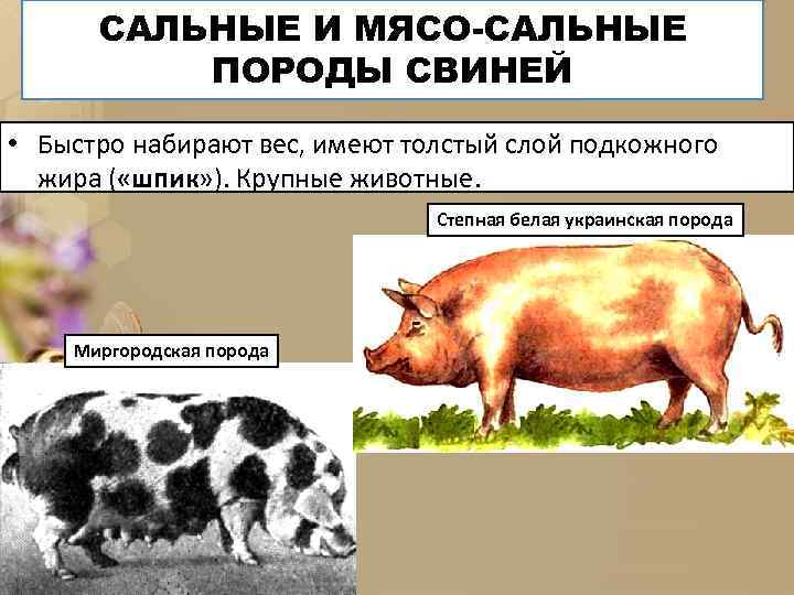 САЛЬНЫЕ И МЯСО-САЛЬНЫЕ ПОРОДЫ СВИНЕЙ • Быстро набирают вес, имеют толстый слой подкожного жира