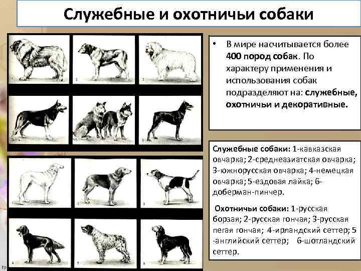 Служебные и охотничьи собаки • В мире насчитывается более 400 пород собак. По характеру