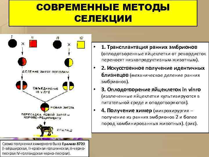 СОВРЕМЕННЫЕ МЕТОДЫ СЕЛЕКЦИИ • 1. Трансплантация ранних эмбрионов (оплодотворенные яйцеклетки от рекордисток переносят низкопродуктивным