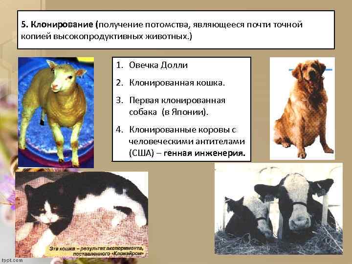 5. Клонирование (получение потомства, являющееся почти точной копией высокопродуктивных животных. ) 1. Овечка Долли