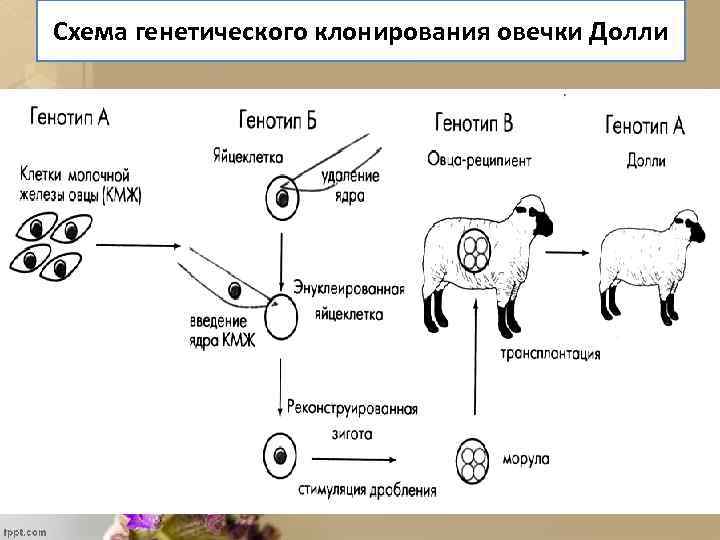 Схема генетического клонирования овечки Долли 