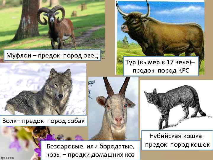 Муфлон – предок пород овец Тур (вымер в 17 веке)– предок пород КРС Волк–