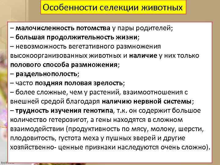 Особенности селекции животных – малочисленность потомства у пары родителей; – большая продолжительность жизни; –