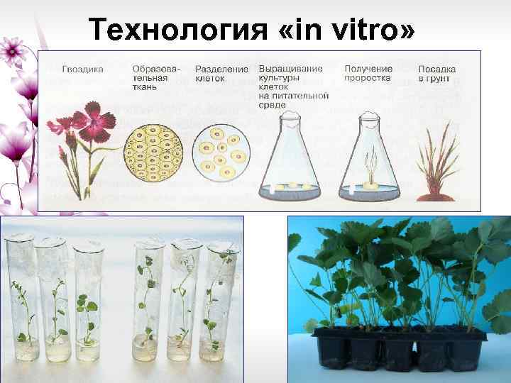 Технология «in vitro» 