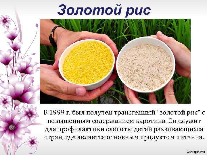 Золотой рис В 1999 г. был получен трансгенный 