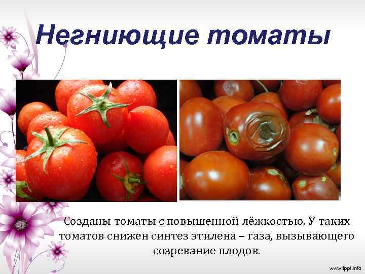 Негниющие томаты Созданы томаты с повышенной лёжкостью. У таких томатов снижен синтез этилена –