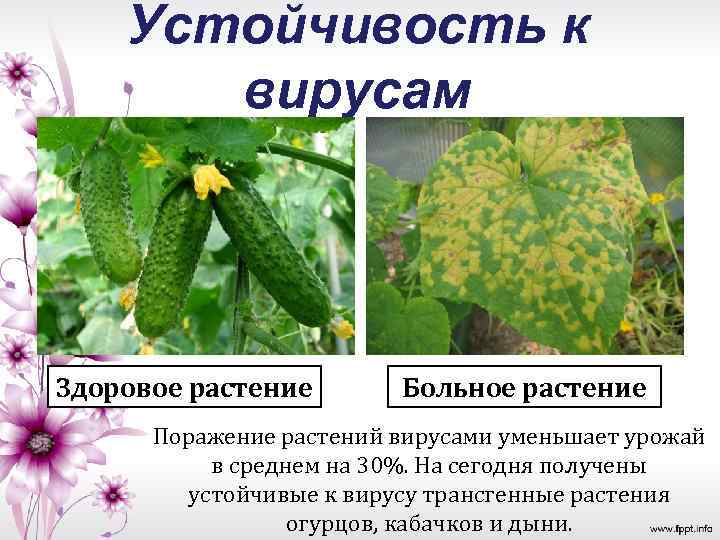 Устойчивость к вирусам Здоровое растение Больное растение Поражение растений вирусами уменьшает урожай в среднем