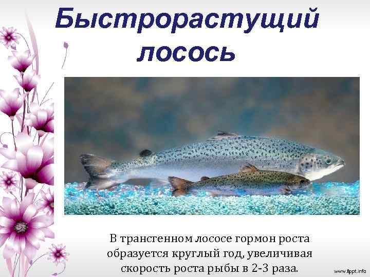 Быстрорастущий лосось В трансгенном лососе гормон роста образуется круглый год, увеличивая скорость роста рыбы