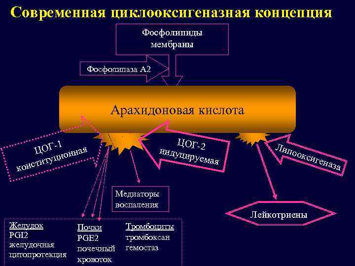 Современная циклооксигеназная концепция Фосфолипиды мембраны Фосфолипаза А 2 Арахидоновая кислота ОГ-1 нная Ц ио