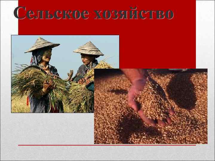 Сельское хозяйство 