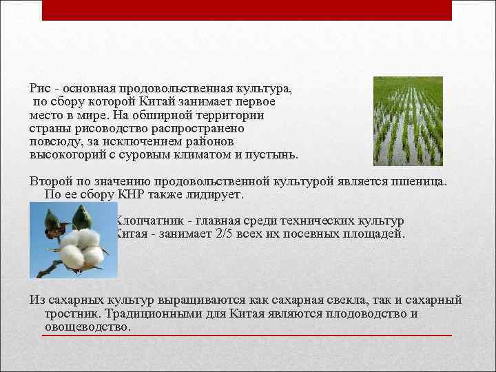 Рис - основная продовольственная культура, по сбору которой Китай занимает первое место в мире.