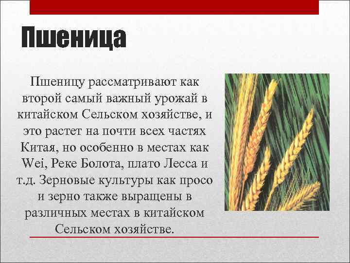 Пшеница Пшеницу рассматривают как второй самый важный урожай в китайском Сельском хозяйстве, и это
