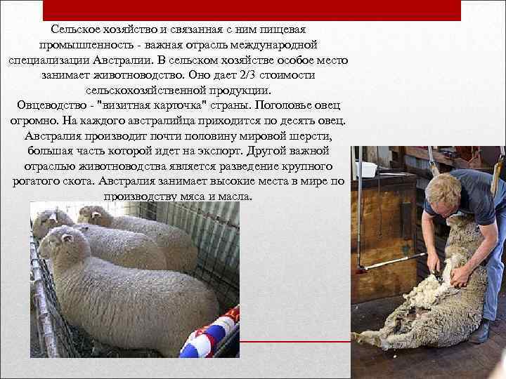 Сельское хозяйство и связанная с ним пищевая промышленность - важная отрасль международной специализации Австралии.