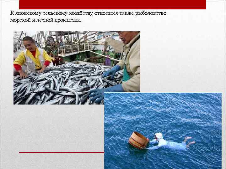 К японскому сельскому хозяйству относятся также рыболовство морской и лесной промыслы. 