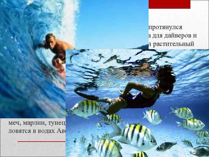  • На востоке Австралии более чем на 2000 миль протянулся Большой барьерный риф.