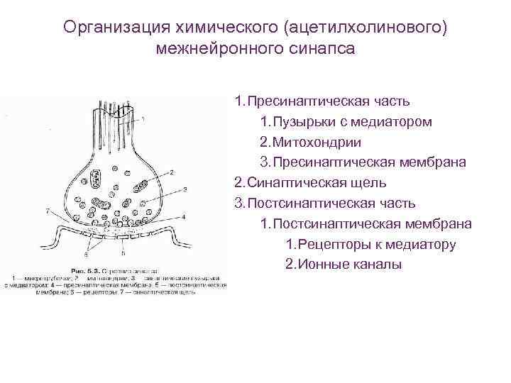 Установите соответствие виды синапсов межнейронные