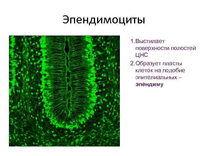 Эпендимоциты 1. Выстилает поверхности полостей ЦНС 2. Образует пласты клеток на подобие эпителиальных –