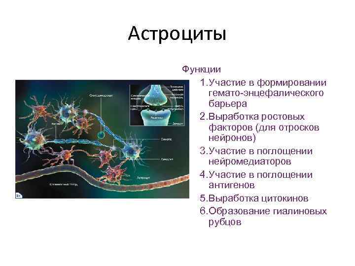 Функции астроцитов. Астроциты выполняют следующие функции. Астроциты источник развития. Астроциты функции.