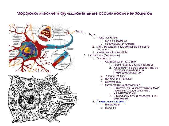 Морфологические и функциональные особенности нейроцитов Тело 1. Ядро 1. Пузырьковидное 1. Крупные размеры 2.