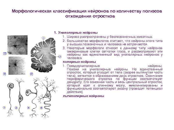 Морфологическая классификация нейронов по количеству полюсов отхождения отростков 1. Униполярные нейроны 1. Широко распространены