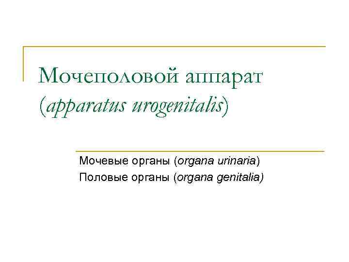Мочеполовой аппарат (apparatus urogenitalis) Мочевые органы (organa urinaria) Половые органы (organa genitalia) 