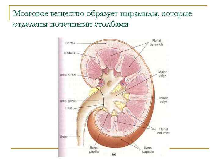 Пирамида мозгового вещества. Мозговое вещество почки. Столбы почки. Мозговое вещество почки образовано. Пирамиды мозгового вещества почки.