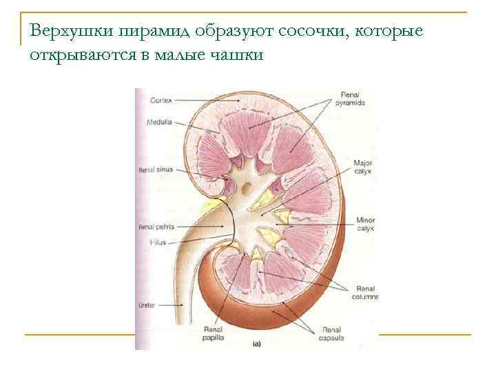 Верхушки пирамид образуют сосочки, которые открываются в малые чашки 
